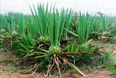 sisal bitkisi