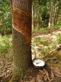 Rub Kaucuk Lifi Tekstilbilgi Net