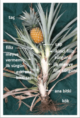ananas lifi